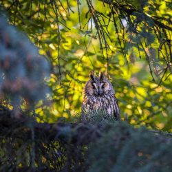 Long-eared owl (Asio otus)