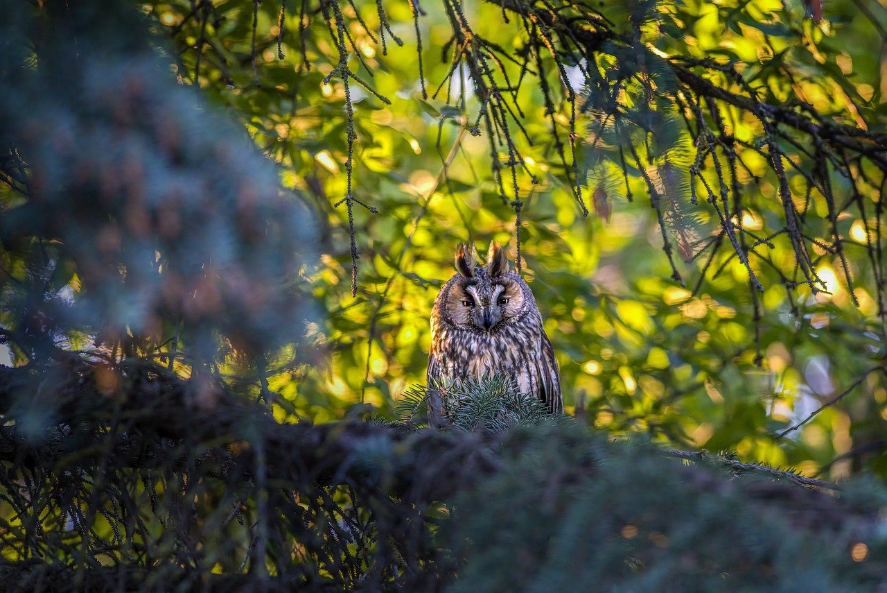 Long-eared owl (Asio otus)