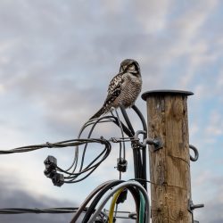 Northern Hawk-owl (Surnia ulula)