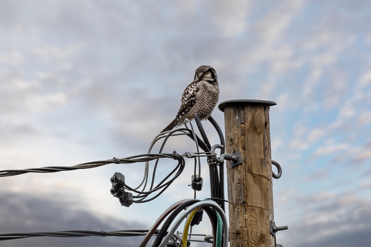 Northern Hawk-owl (Surnia ulula)