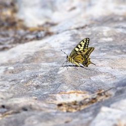 Old World Swallowtail (Papilio machaon)