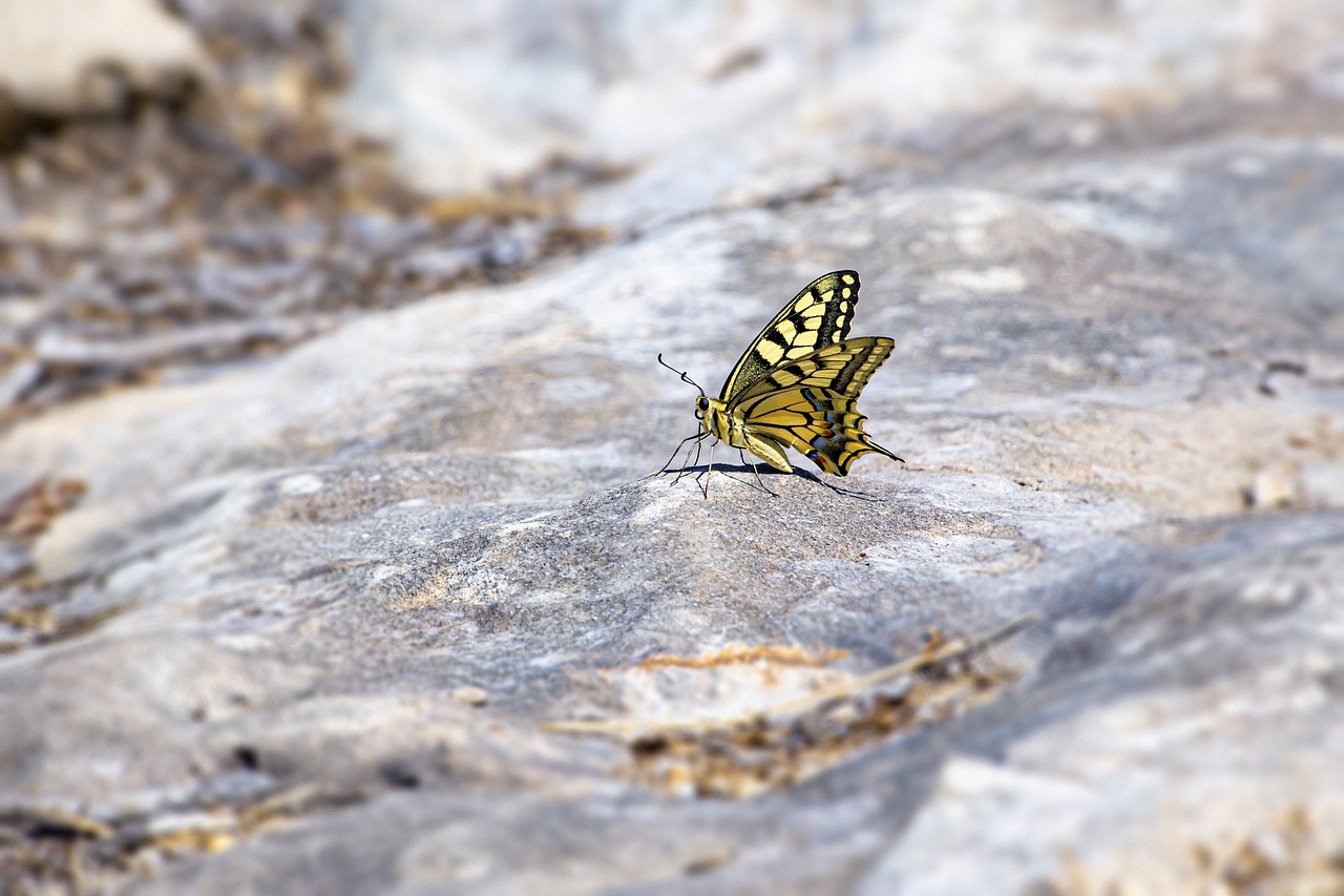 Old World Swallowtail (Papilio machaon)