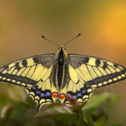 Old World Swallowtail (Papilio machaon)