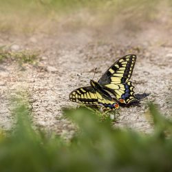 Old World Swallowtail (Papilio machaon)