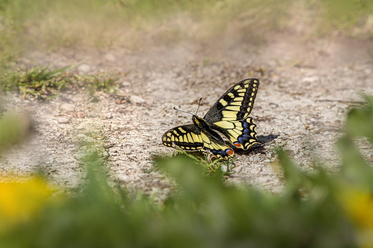 Old World Swallowtail (Papilio machaon)