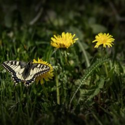 Old World Swallowtail (Papilio machaon)