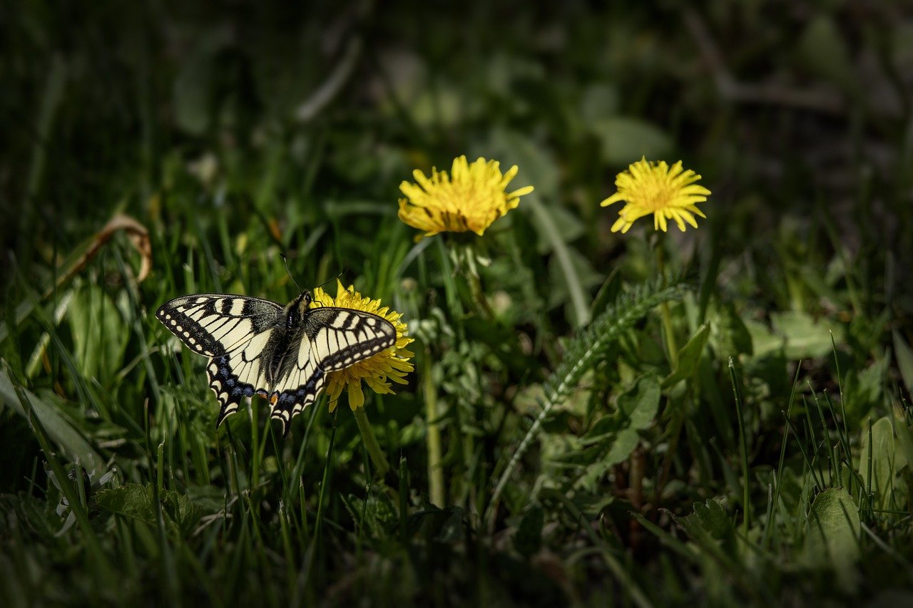 Old World Swallowtail (Papilio machaon)