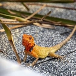 Oriental garden lizard (Calotes vesicolor)