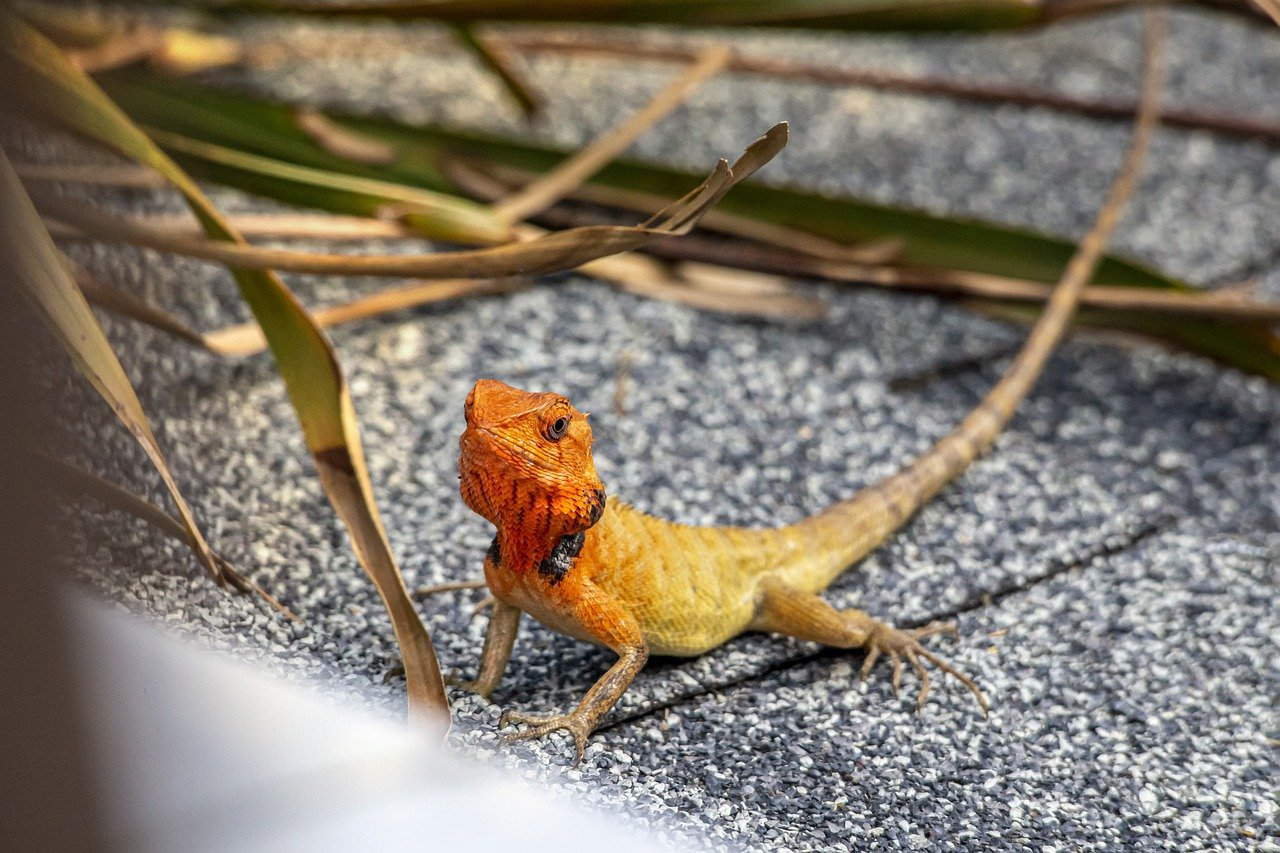 Oriental garden lizard (Calotes vesicolor)