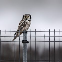 Northern Hawk-owl (Surnia ulula)