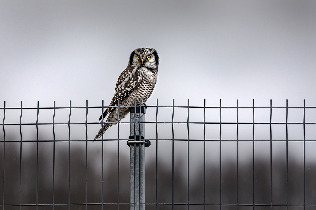 Northern Hawk-owl (Surnia ulula)