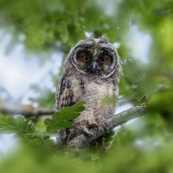 Long-eared owl (Asio otus)