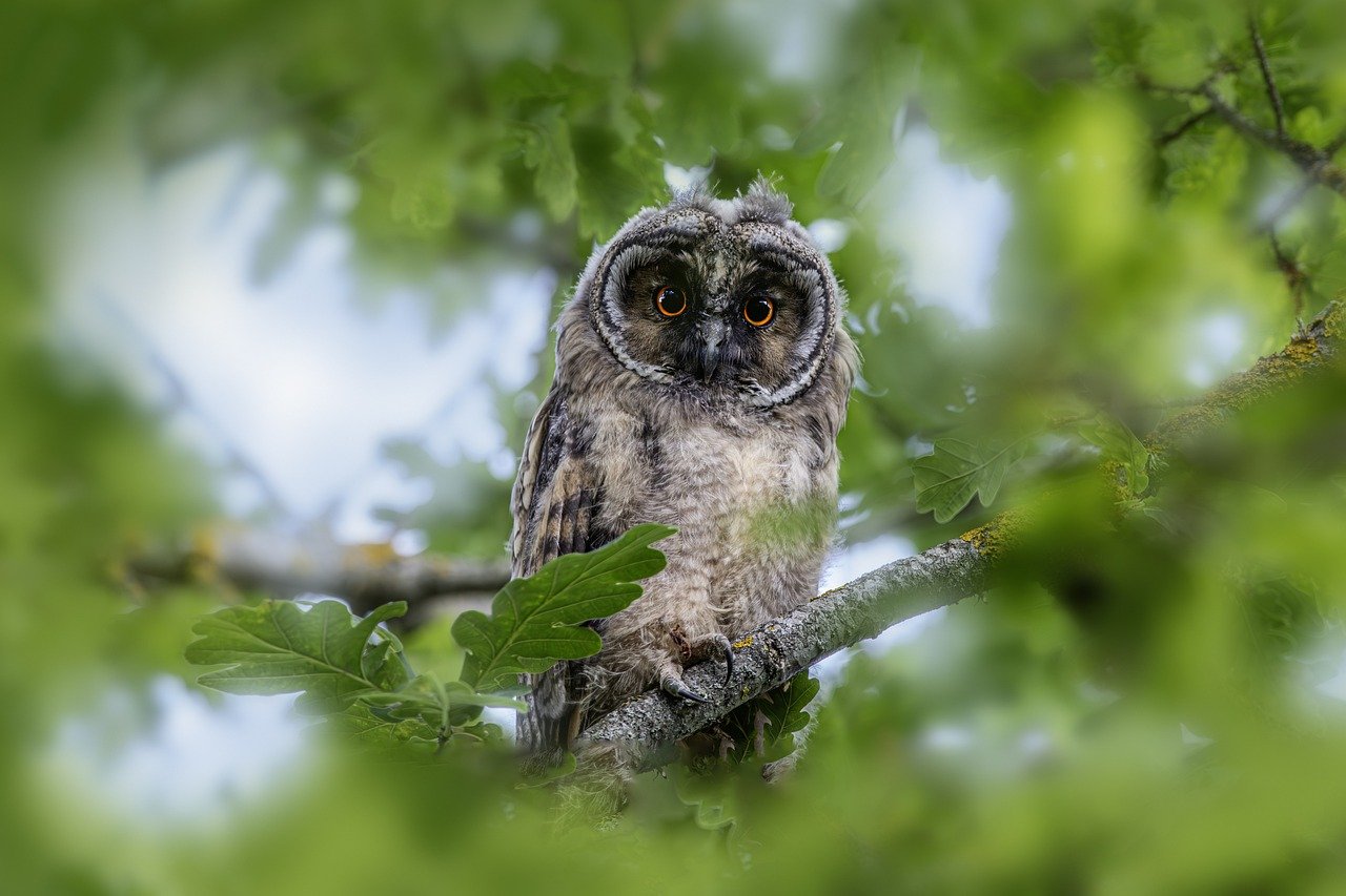 Long-eared owl (Asio otus)