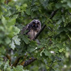 Long-eared owl (Asio otus)