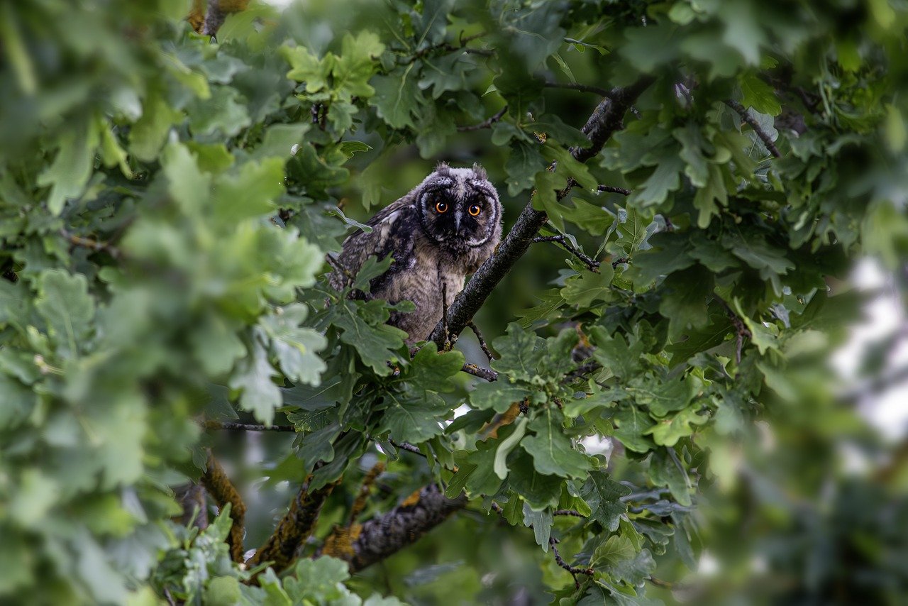 Long-eared owl (Asio otus)