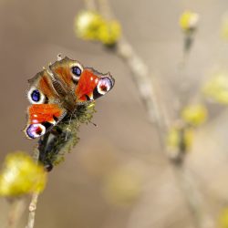 European Peacock (Aglais io)