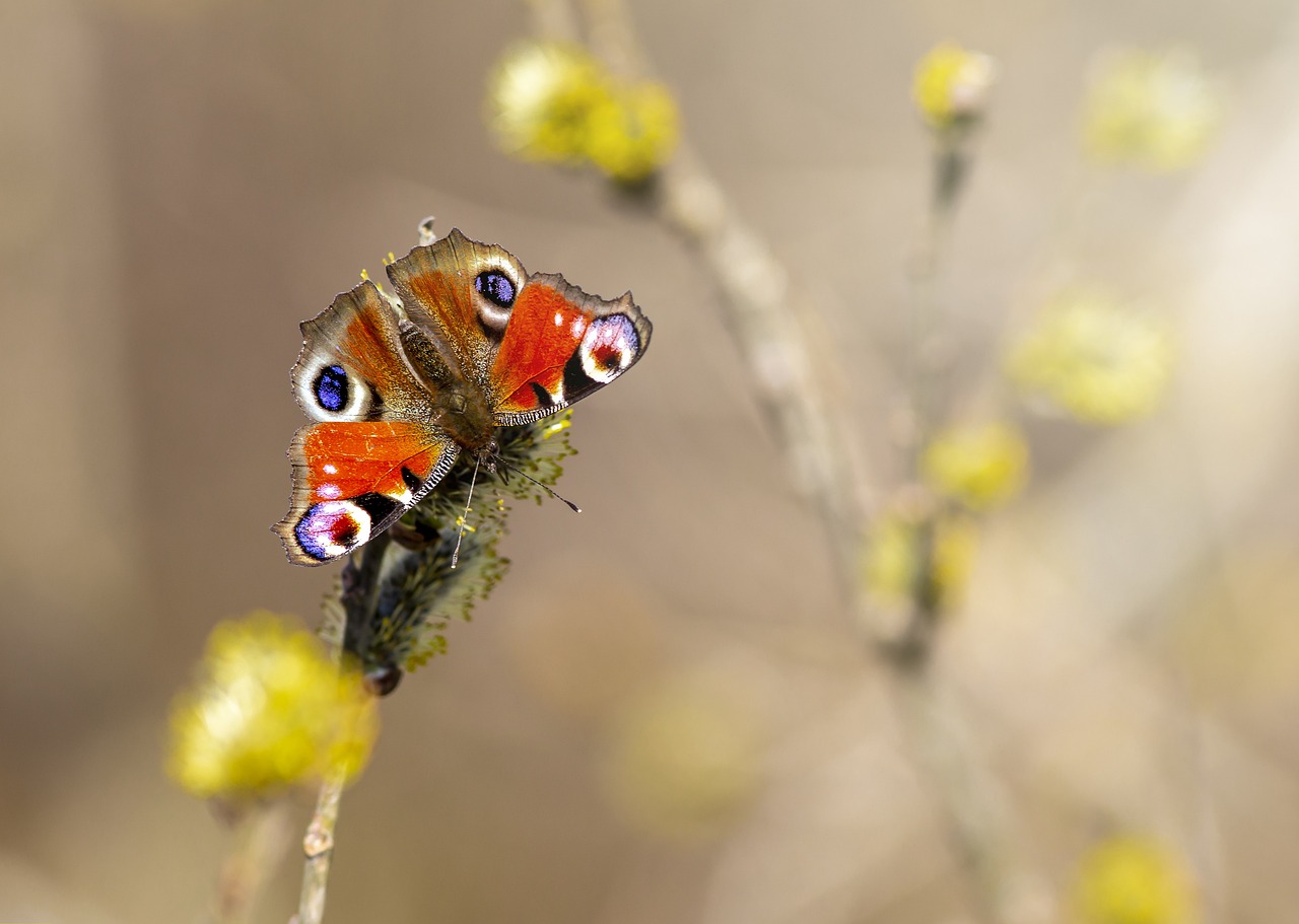 European Peacock (Aglais io)