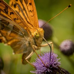 Silver-washed Fritillary (Argynnis paphia)