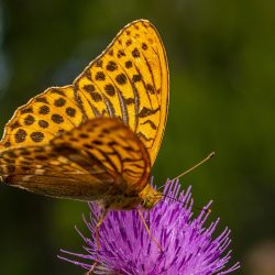 Silver-washed Fritillary (Argynnis paphia)