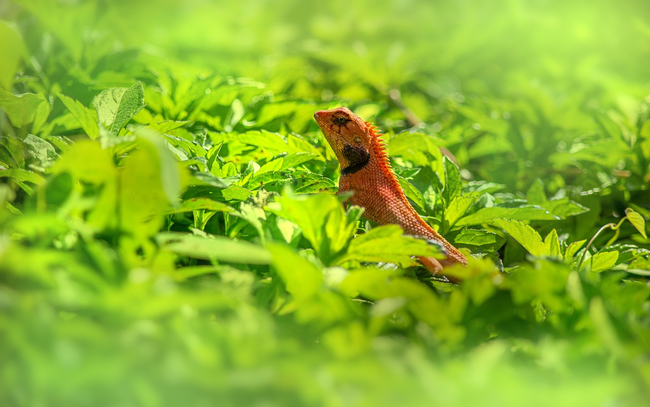 Oriental garden lizard (Calotes vesicolor)