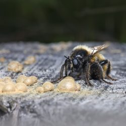 Bumblebee robberfly (Laphria flava)