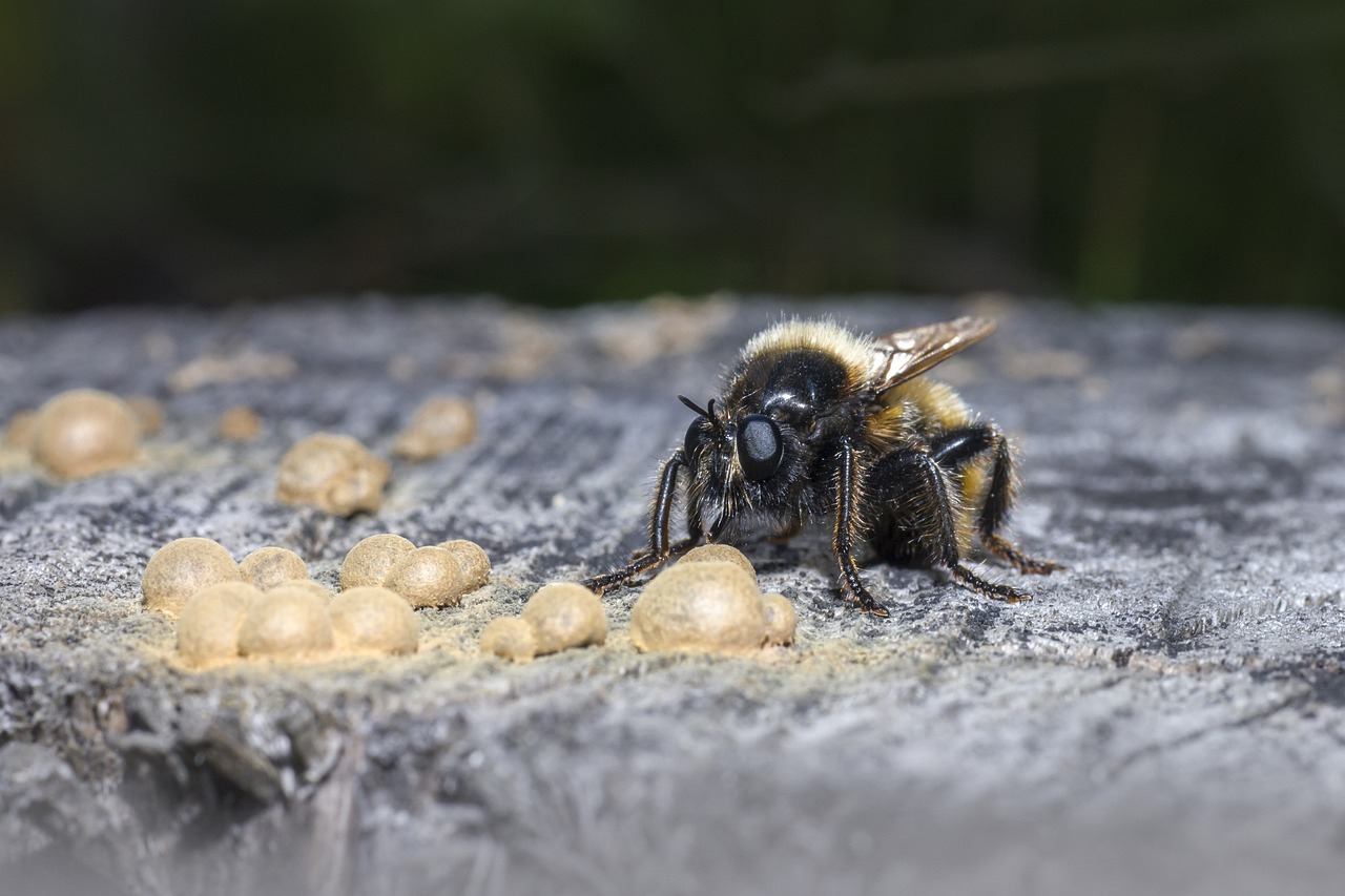 Bumblebee robberfly (Laphria flava)