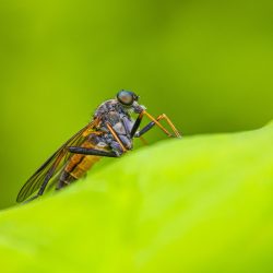 Robberfly