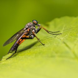 Robberfly