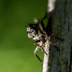 Robberfly