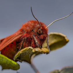 Ruby Tiger Moth (Phragmatobia fuliginosa)