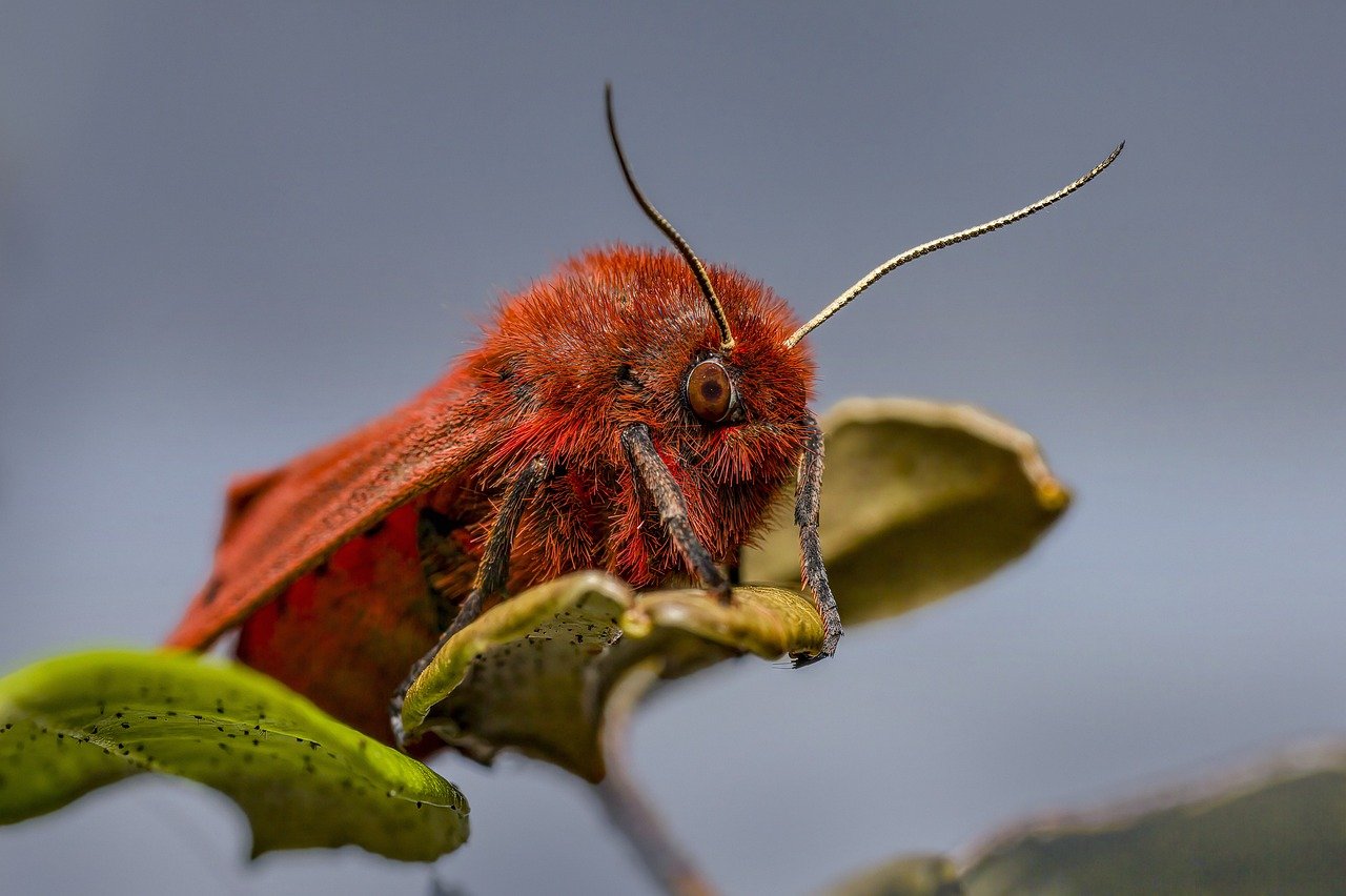 Ruby Tiger Moth (Phragmatobia fuliginosa)