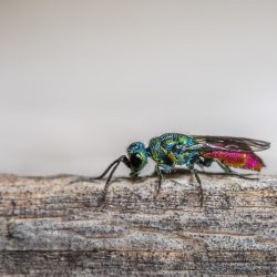 Cuckoo wasp (Chrysis fulgida)