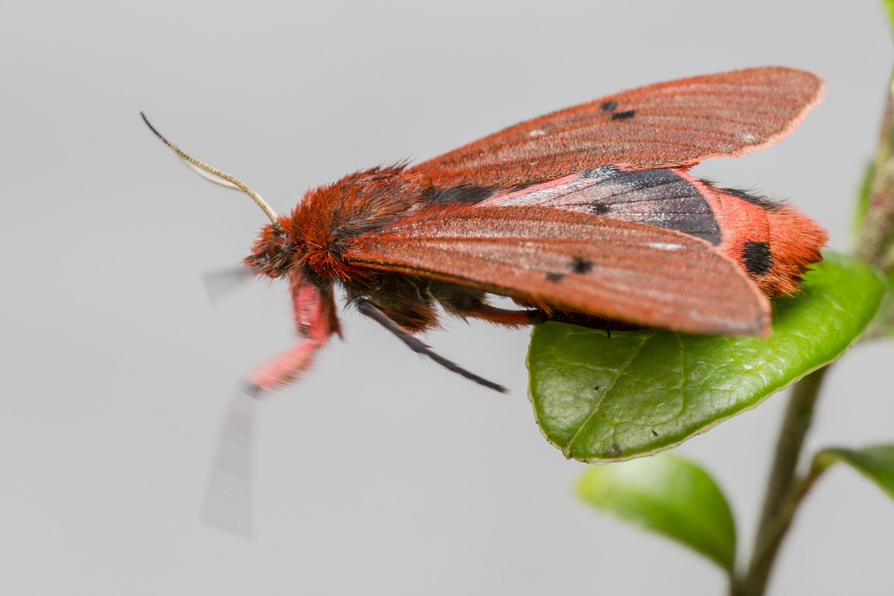 Ruby Tiger Moth (Phragmatobia fuliginosa)