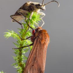 Ruby Tiger Moth (Phragmatobia fuliginosa)