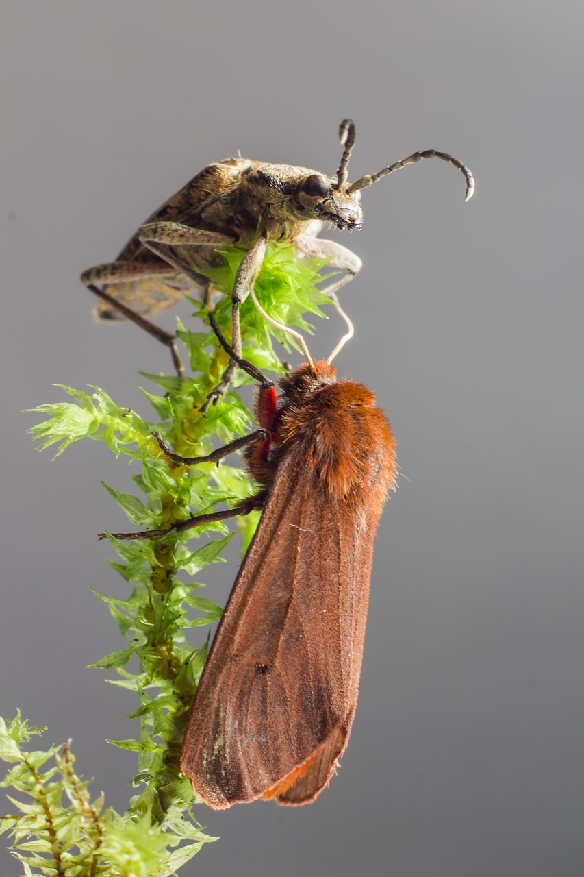 Ruby Tiger Moth (Phragmatobia fuliginosa)