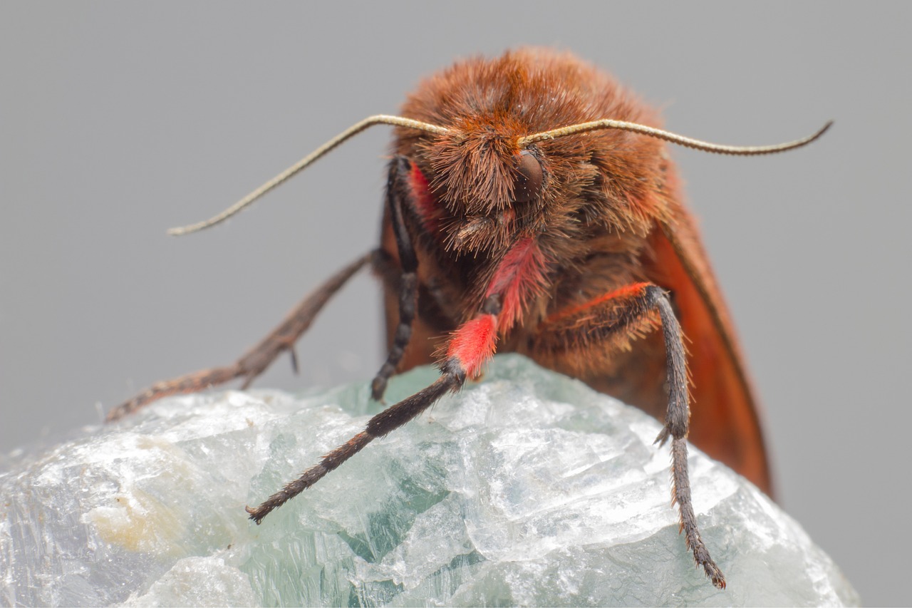 Ruby Tiger Moth (Phragmatobia fuliginosa)