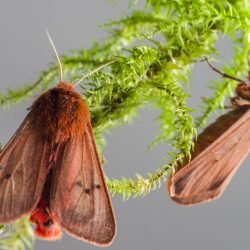 Ruby Tiger Moth (Phragmatobia fuliginosa)