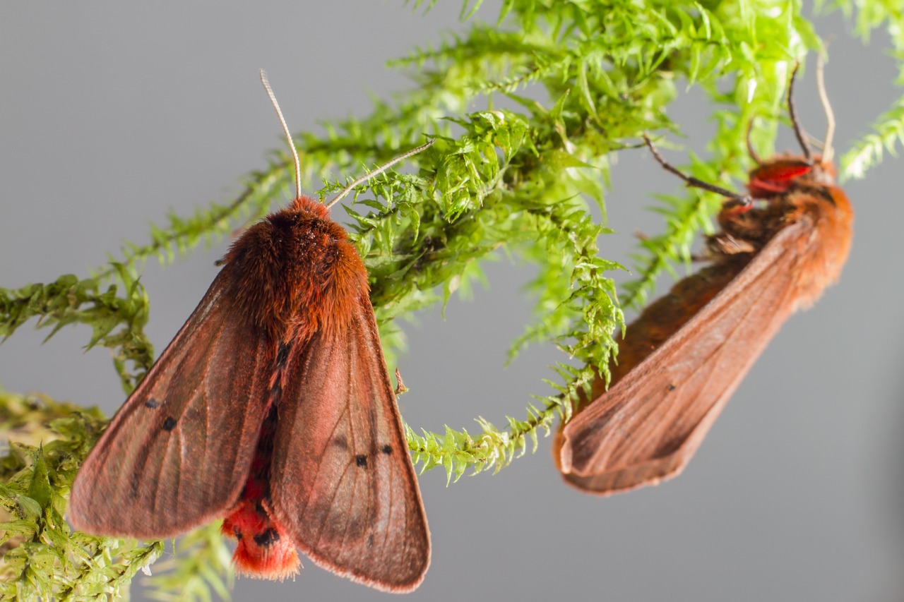 Ruby Tiger Moth (Phragmatobia fuliginosa)