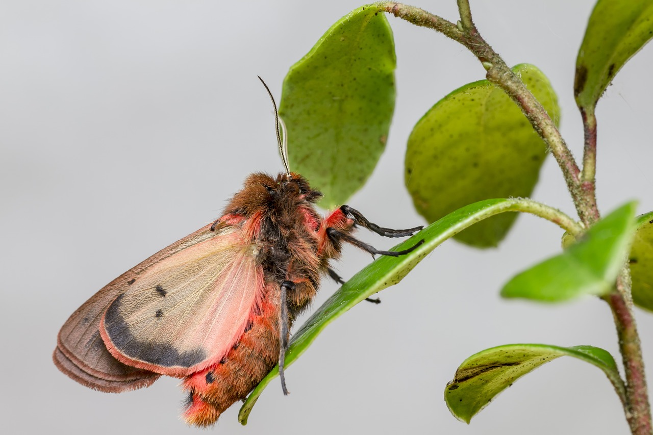 Ruby Tiger Moth (Phragmatobia fuliginosa)