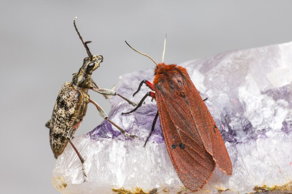 Ruby Moth Ruby Tiger Moth (Phragmatobia fuliginosa) https://karits.eu/index.php ...
