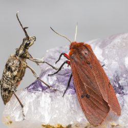 Ruby Tiger Moth (Phragmatobia fuliginosa)