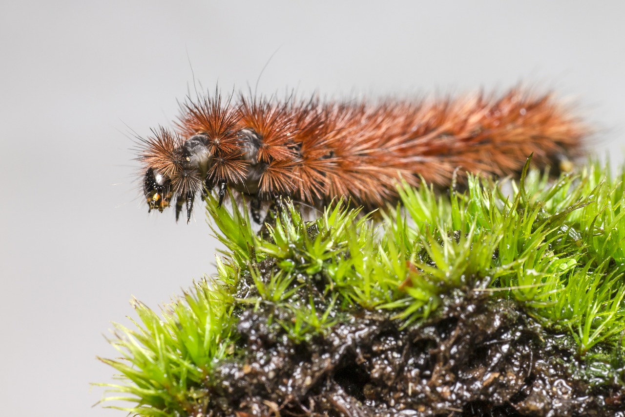 Ruby Tiger Moth (Phragmatobia fuliginosa)