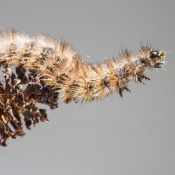 Ruby Tiger Moth (Phragmatobia fuliginosa)