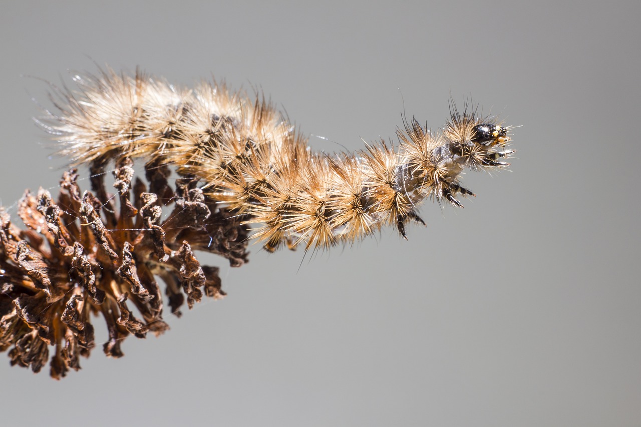 Ruby Tiger Moth (Phragmatobia fuliginosa)