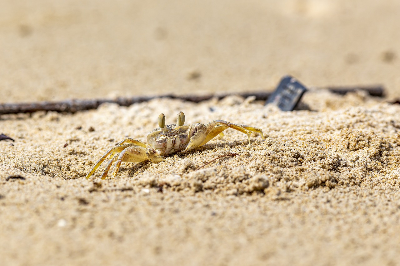 Ghost Crab (genus Ocypode)