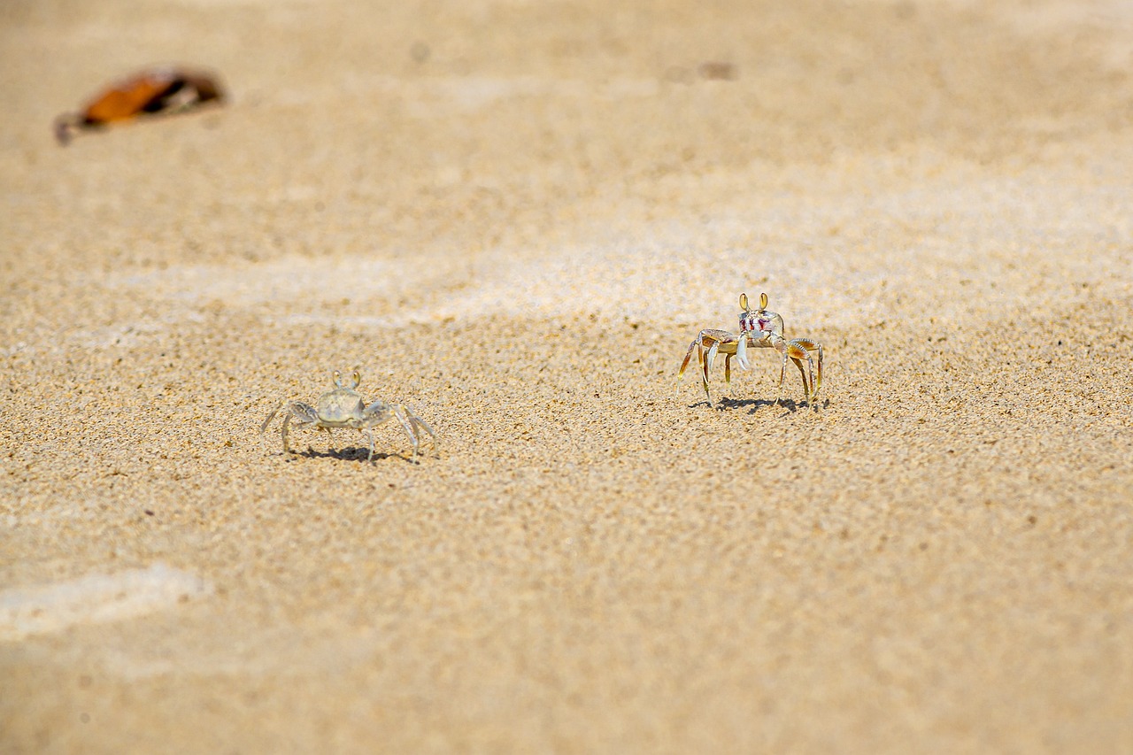 Ghost Crabs (genus Ocypode)