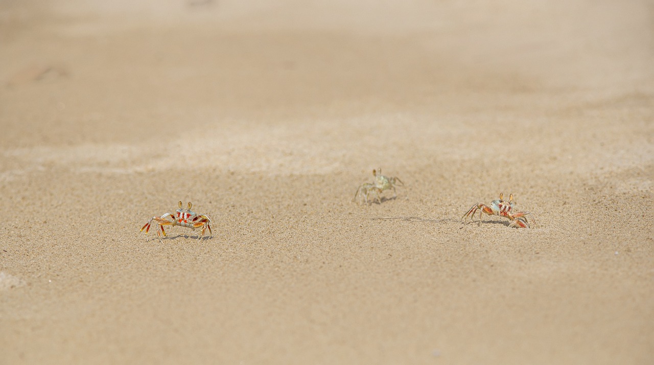 Ghost Crabs (genus Ocypode)