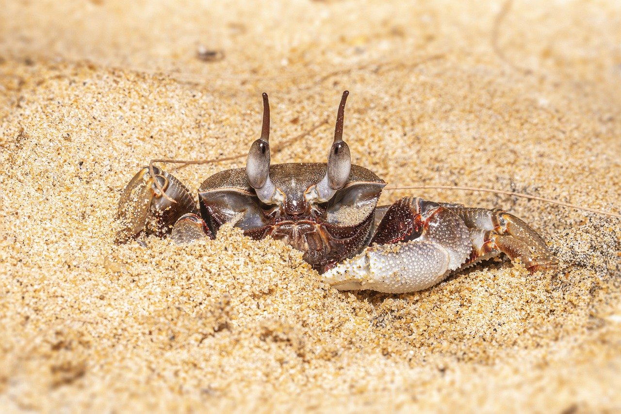 Ghost Crab