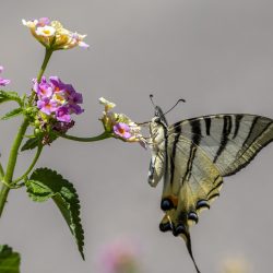 Scarce Swallowtail (Iphiclides podalirius)