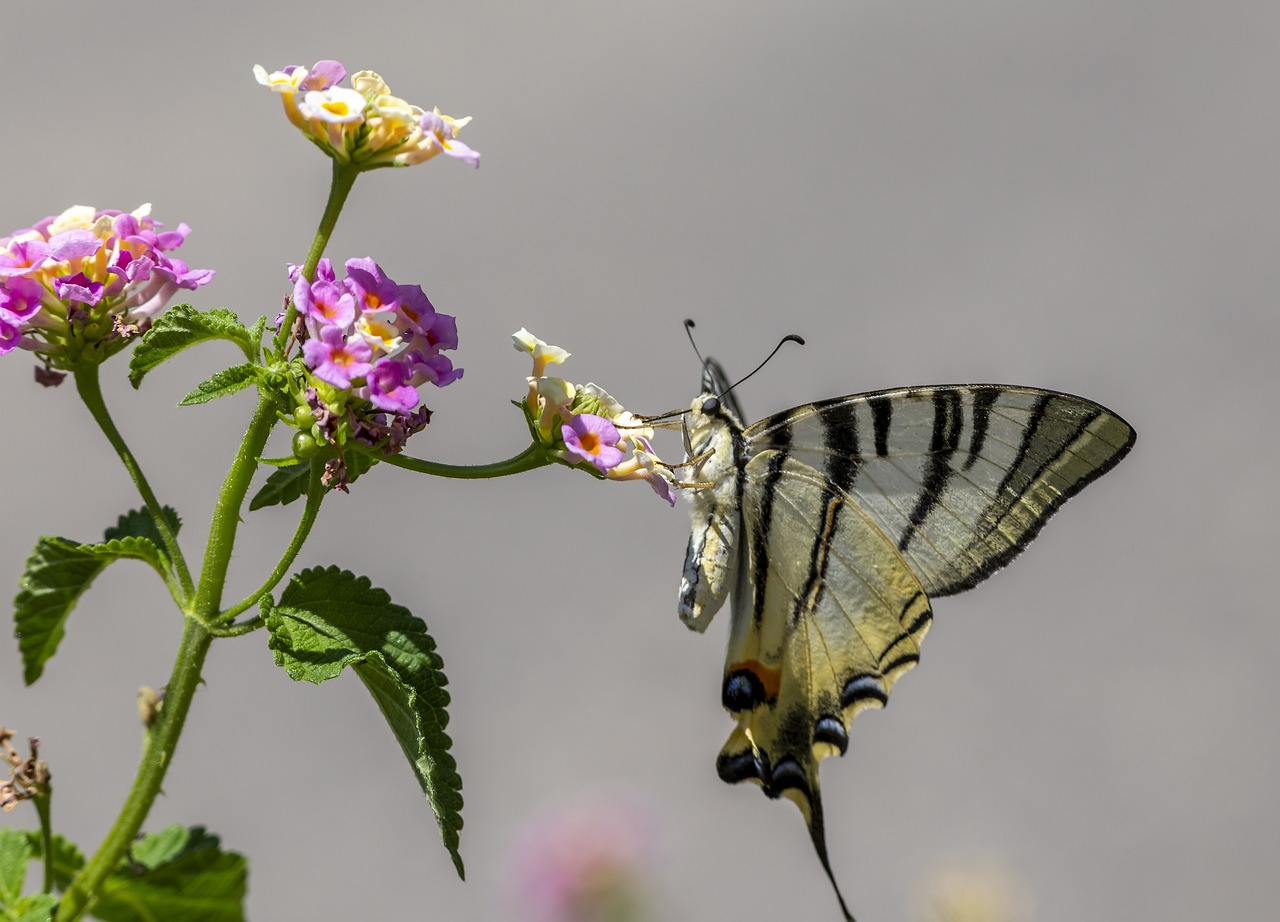 Scarce Swallowtail (Iphiclides podalirius)